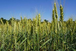 Blick auf ein Weizenfeld mit blauem Himmel.