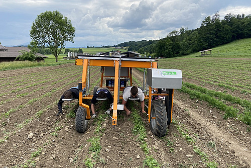 Ein selbstfahrendes vierrädriges Gerät im Feld auf dem man liegt und dabei Gemüse jäten kann.