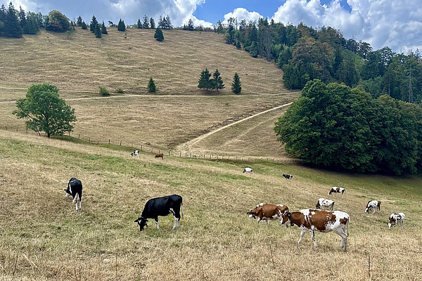 Eine Gruppe von Rindern auf einer ausgetrockneten Weide mit Wald im Hintergrund.