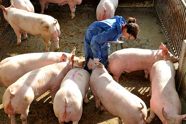 Forscherin meim Markieren von Ebern