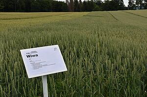 Streifenversuch mit der Weizensorte Wiwa