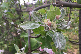 Echter Mehltau auf einem Apfelbaum. Foto: FiBL, Clémence Boutry