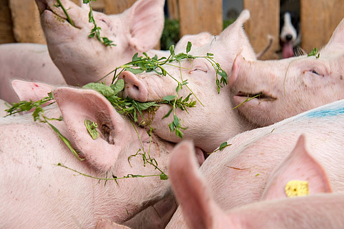Schweine spielen mit Grünfutter im Auslauf. 