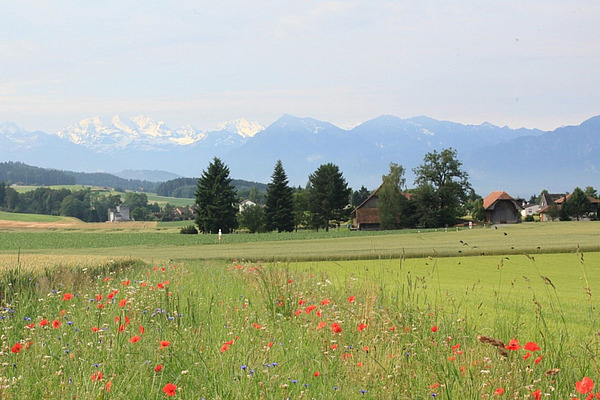 Ein Blumenfeld mit einem Bauernhof und Schneebergen im Hintergrund.