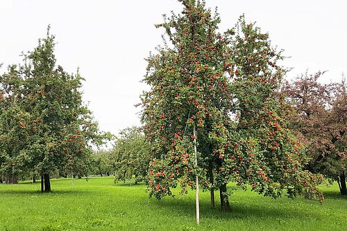 Hochstamm-Obstbäume auf einer Wiese