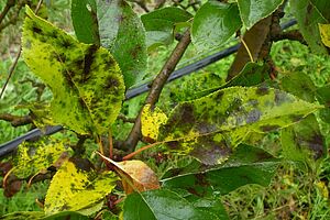 Marssonina Blattsymptome: Zusammenlaufende schwarz-graue Flecken in chlorotischen Blattbereichen