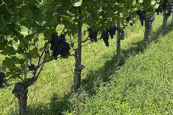 Weinreben.