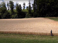 Landwirt vor reifem Weizenfeld