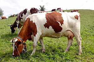 Milchkühe auf der Weide.