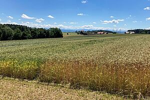 Feld mit reifendem Dinkel, der sich gelb färbt.