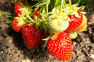 Reife und unreife Erdbeeren an der Staude