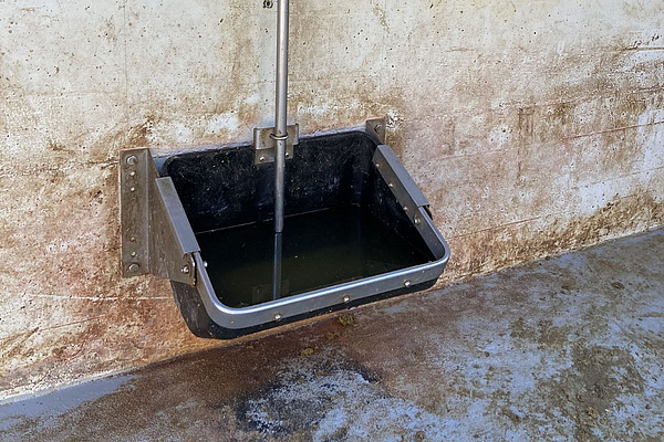 Kipptrogtränken ermöglichen Schweinen eine Wasseraufnahme, die ihrem natürlichen Trinkverhalten nahekommt, da sie die Schnauze ins Wasser eintauchen können. Gleichzeitig erfordern solche Systeme eine tägliche Reinigung, um Verschmutzungen zu vermeiden.