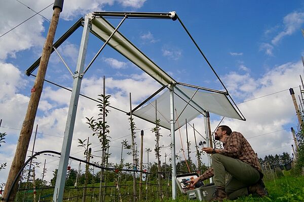 Ein Forscher kauert in der Obstanlage und bedient die intelligente Abdeckung.