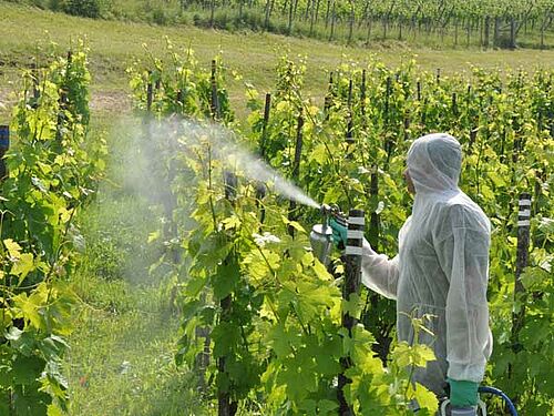 Mann beim Rebenspritzen, in weissem Schutzanzug