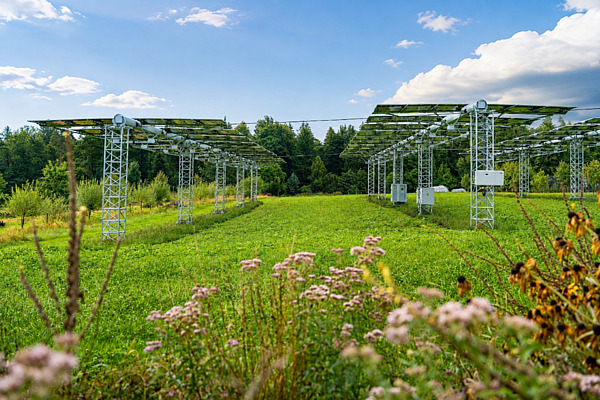 Agri-Photovoltaikanlage auf landwirtschaftlicher Nutzfläche: Hoch aufgeständerte Solarmodule ermöglichen die gleichzeitige Produktion von Solarstrom und den Anbau von Kulturen auf derselben Fläche.