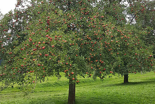 Hochstammapfelbaum mit reifen, roten Früchten