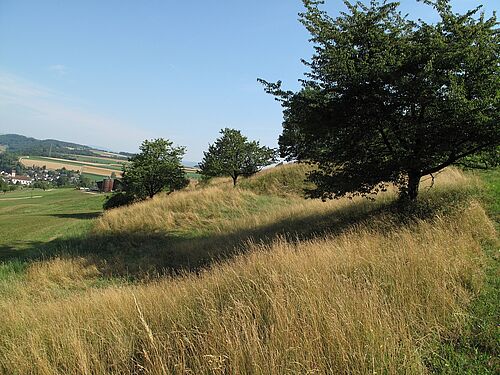 Ungemähte Wiese mit Bäumen