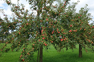 Ein stark behangener Apfelbaum.