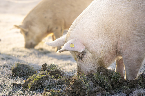 Zwei Schweine, eins davon wühlt im gefrorenen Boden. 
