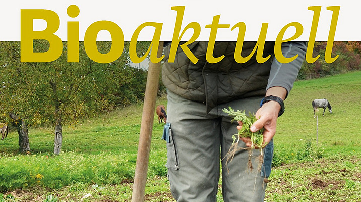 Titelseite Bioaktuell 9|25: Eine Person steht im Acker mit Blackenstecher.