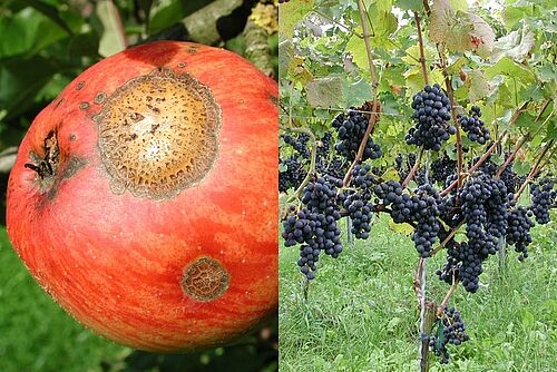 Apfel mit Schorf und rote Trauben an Rebstock