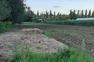 Feld mit Mulchschicht auf der einen Seite und offener Erde auf der anderen.