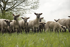 Schafe auf Wiese