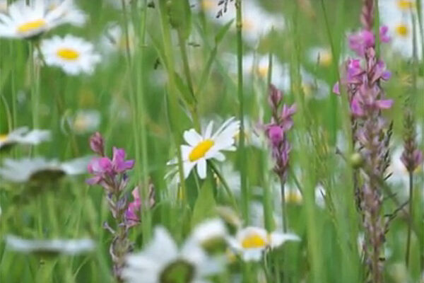 blühende Blumenwiese