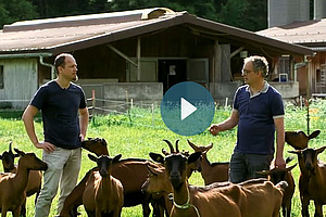 Zwei Männer stehen diskutierend in einer Ziegenherde