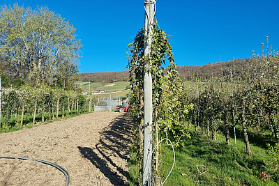  Mehrere Reihen von Obstbäumen erstrecken sich bis zum Horizont. Der Baum im Vordergrund ist als Hecke geschnitten.