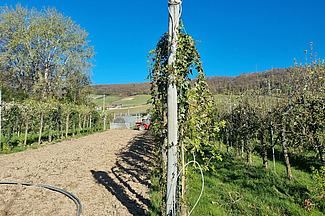  Mehrere Reihen von Obstbäumen erstrecken sich bis zum Horizont. Der Baum im Vordergrund ist als Hecke geschnitten.