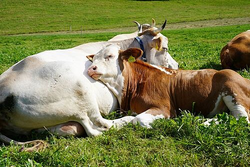 Kuh mit Kalb auf der Wiese. Foto: FiBL, Claudia Schneider