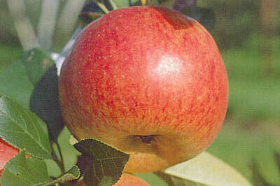Ein roter Apfel am Baum