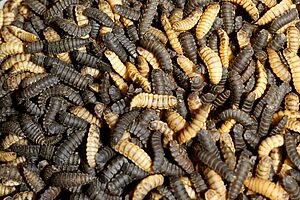 Aus dem 5. Larvenstadium der Schwarzen Soldaten Fliege wird Mehl hergestellt. Dies ist der Zeitpunkt an dem die Maden ausgemästet sind. In freier Natur verpuppen sich diese Maden kurze Zeit später. Foto: FiBL, Thomas Alföldi