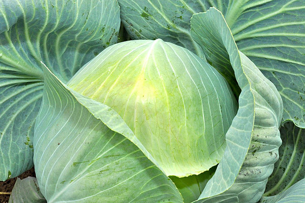 Kopf eines Weisskohls.