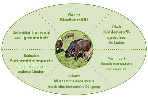 Eine ovale Grafik mit einem Kuhbild in der Mitte. 