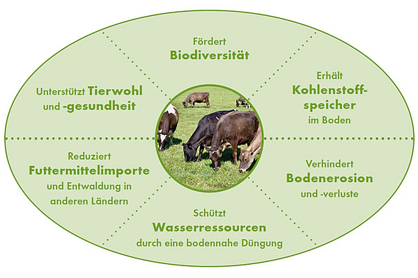 Eine ovale Grafik mit einem Kuhbild in der Mitte. 