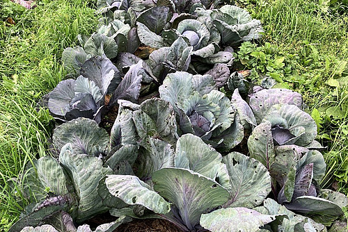 Feld mit Rotkohlköpfen.