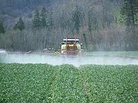 Eine Feldspritze behandelt ein Rapsfeld mit Steinmehl. Hinter der Feldspritze ist ein weisser Nebel zu sehen.