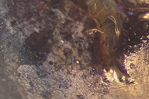 Oberfläche einer Traubenbeere mit einem Riss und einem Eigelege einer einheimischen Fliegenart.
