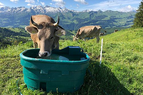 trinkende Kuh auf Alp