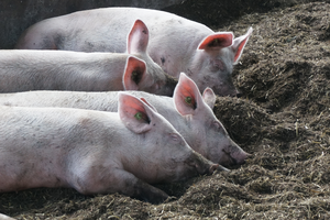 Vier Schweine, die zufrieden aussehen und in einer dicken Streuschicht liegen.