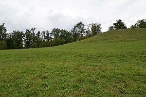 Eine grüne Weide, die nach rechts ansteigt, im Hintergrund ist Wald. 