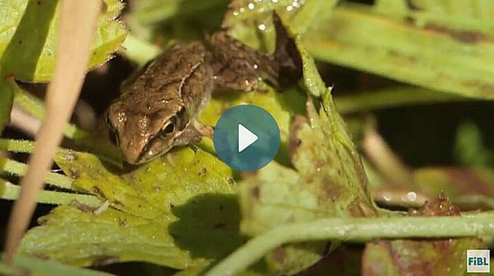 Frosch auf einem Blatt