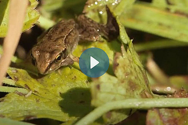 Frosch auf einem Blatt