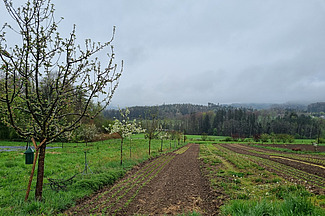 Links sieht man eine Baumreihe, die sich bis zum Horizont erstreckt; rechts erkennt man mehrere Reihen von Beeten.