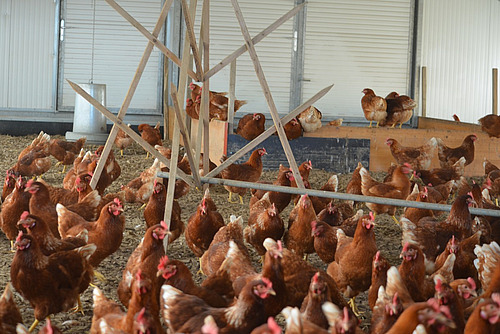 In dem Aussenklimabereich mit Legehennen steht ein Klettergerüst aus Holz. 