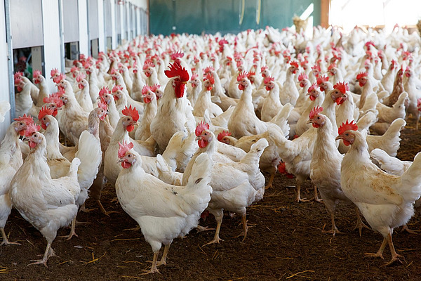 Auf dem Bild sind viele weisse Hühner in einem Freiluftauslauf zu sehen. 