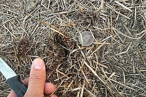 Abgestorbener Grasbestand nach längerer Trockenheit: Beim Freilegen der Grasnarbe zeigen sich nur braune, ausgetrocknete Pflanzenteile ohne erkennbare grüne Austriebe. Die geringe Wurzelmasse und das fehlende Neuwachstum deuten darauf hin, dass die Pflanzen nicht mehr austreiben werden.