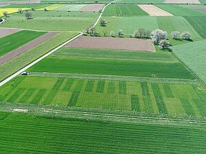 Recylingdünger im Vergleich. Foto: FiBL, Else Bünemann.